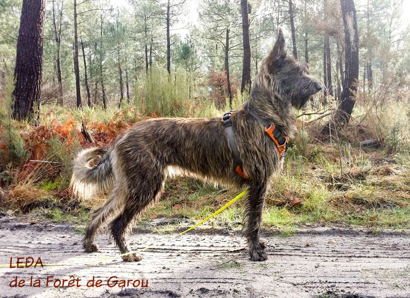 Leda De La Forêt De Garou