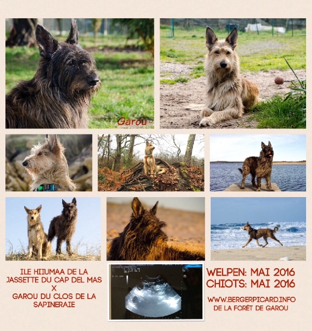 De La Forêt De Garou - Puppies / Chiots mai 2016