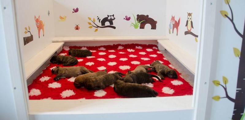 De La Forêt De Garou - chiots/puppies/Welpen