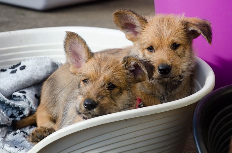 Les chiots de Hiiumaa et Garou 2015