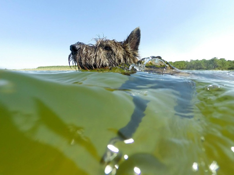 Les picards et l'eau