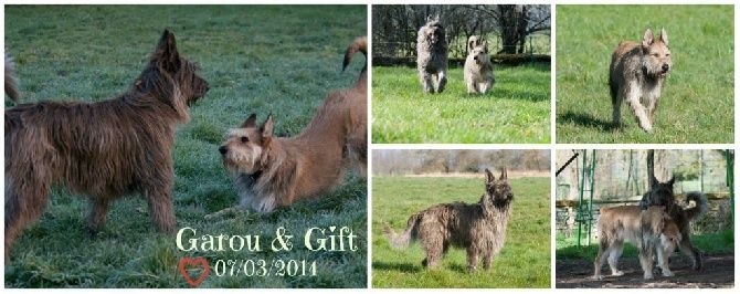 Les chiots de Gift et Garou - portée 2014