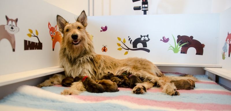 Chiot Berger de Picardie De La Forêt De Garou