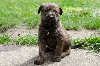 Lionel